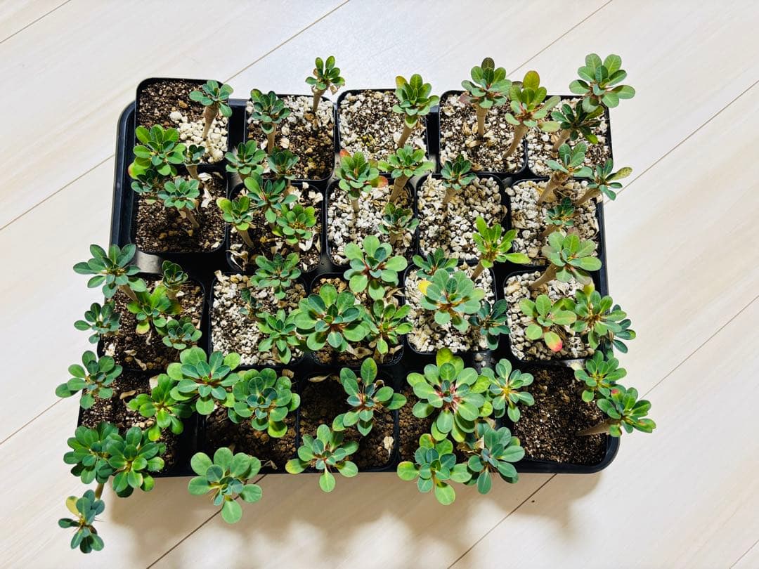 【落葉済み　9本　抜き苗】ユーフォルビア　ギラウミニアナ