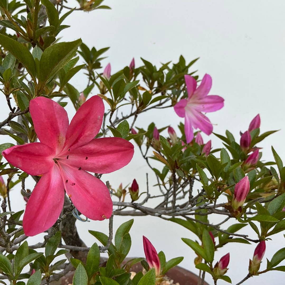 皐月さつき盆栽　【飛鳥美人 あすかびじん】