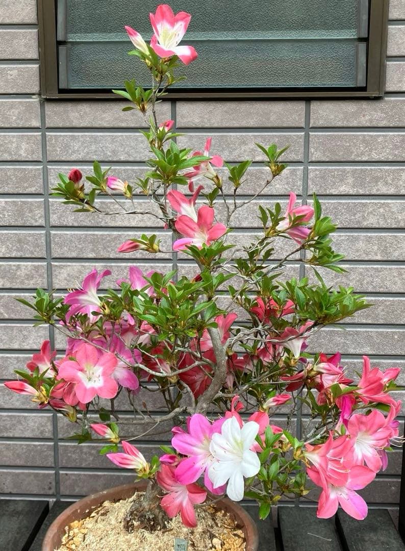 皐月さつき盆栽　【飛鳥美人 あすかびじん】