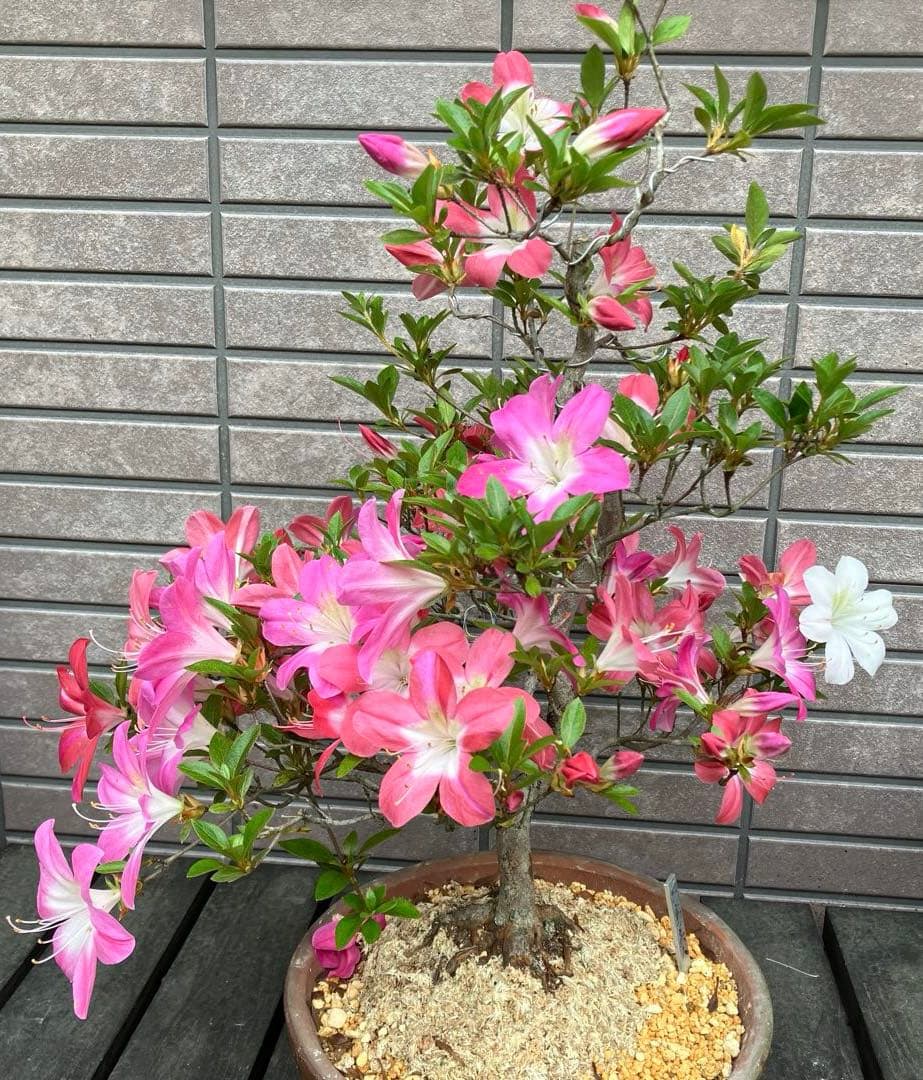 皐月さつき盆栽　【飛鳥美人 あすかびじん】