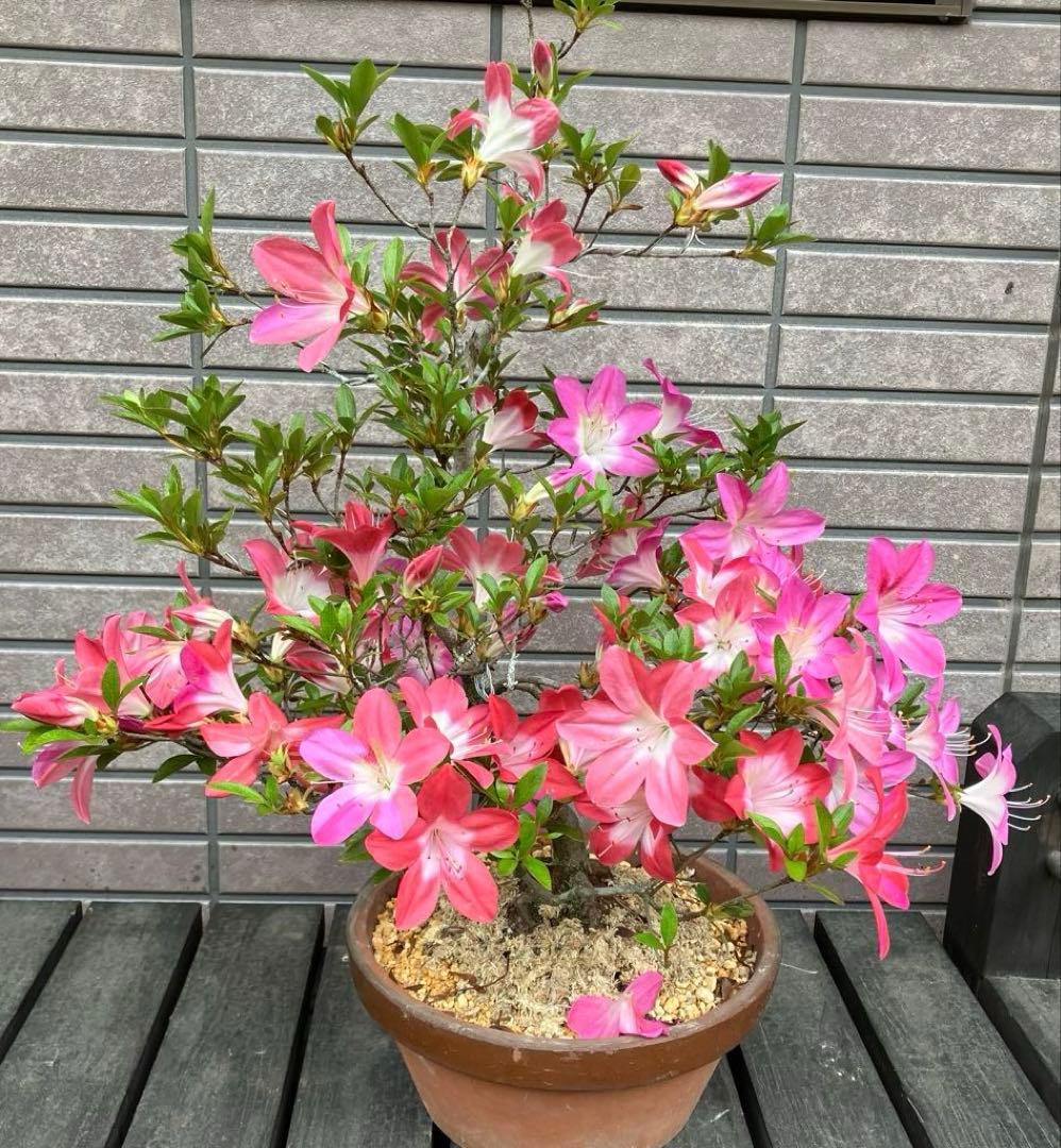 皐月さつき盆栽　【飛鳥美人 あすかびじん】