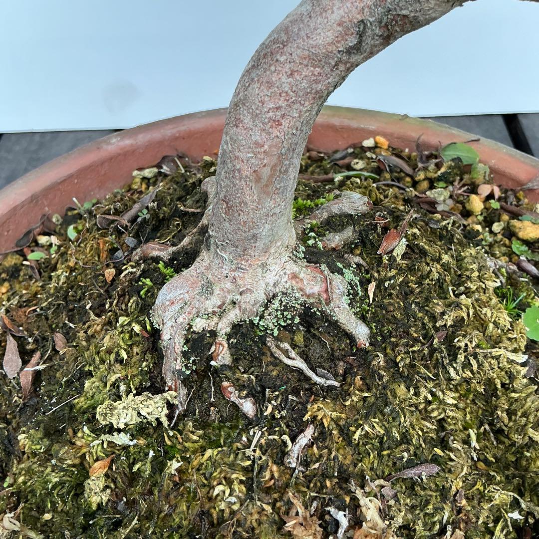 皐月さつき盆栽　【飛鳥美人 あすかびじん】