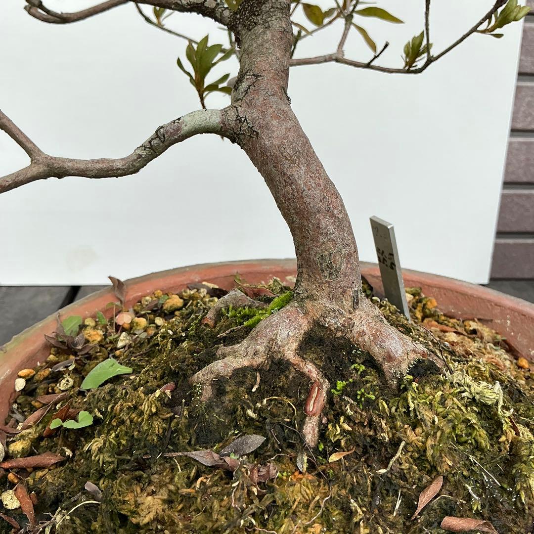 皐月さつき盆栽　【飛鳥美人 あすかびじん】