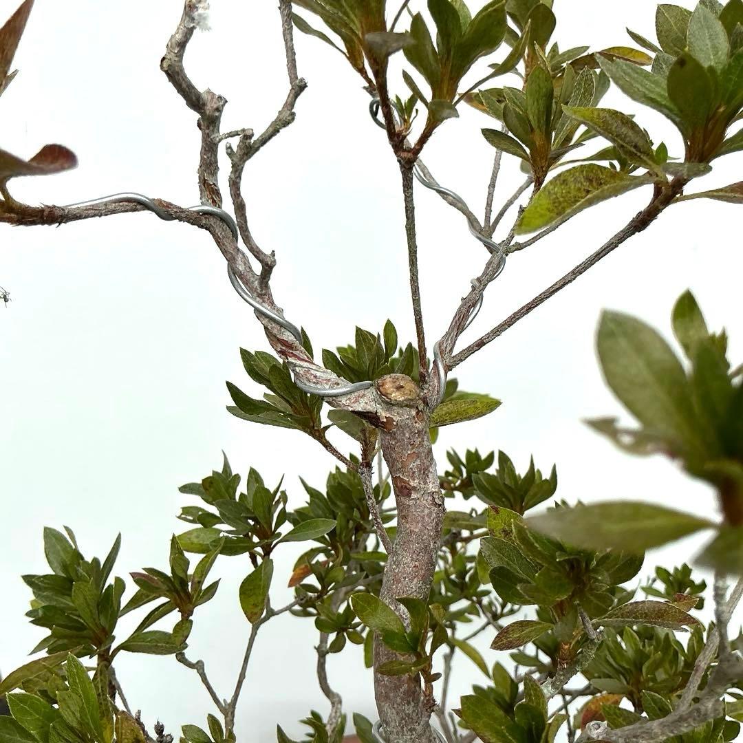 皐月さつき盆栽　【飛鳥美人 あすかびじん】