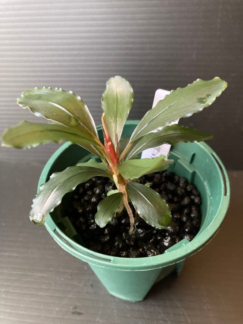 Bucephalandra sp Capek-Ⅱ【AZ0212-X】AZ便