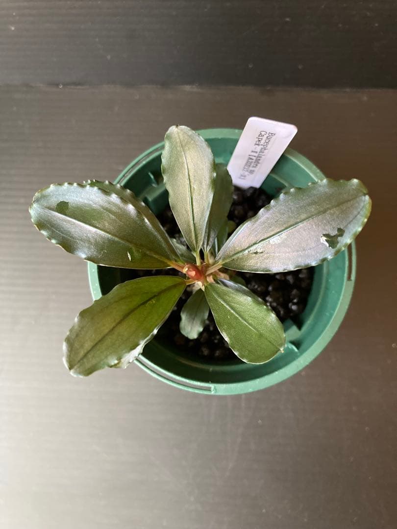 Bucephalandra sp Capek-Ⅱ【AZ0212-X】AZ便