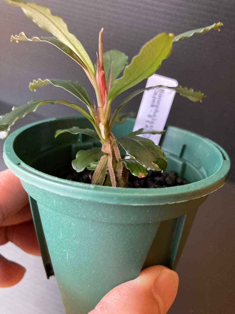Bucephalandra sp Capek-Ⅱ【AZ0212-X】AZ便