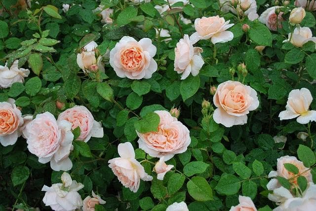 アンブリッジローズ　6号スリット　ER　芽接ぎ苗　イングリッシュローズ