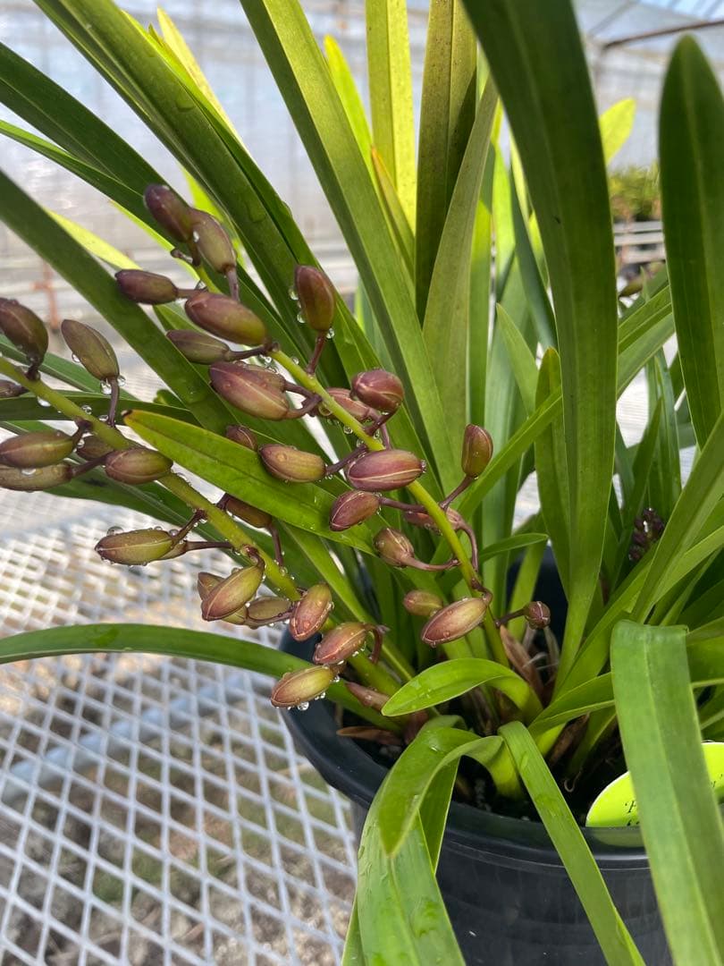 R8年キンリョウヘン花芽3本#13