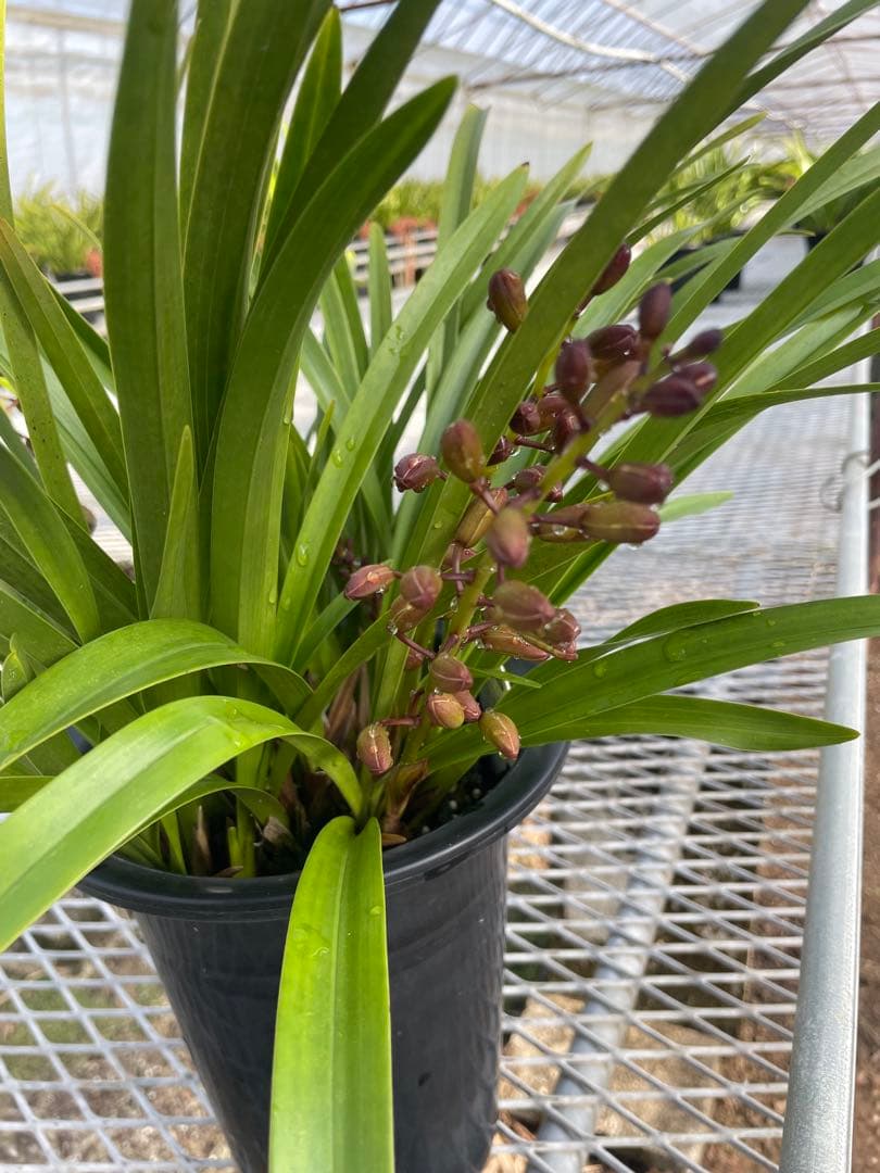 R8年キンリョウヘン花芽3本#13