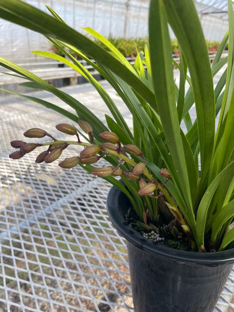 R8年キンリョウヘン花芽3本#13