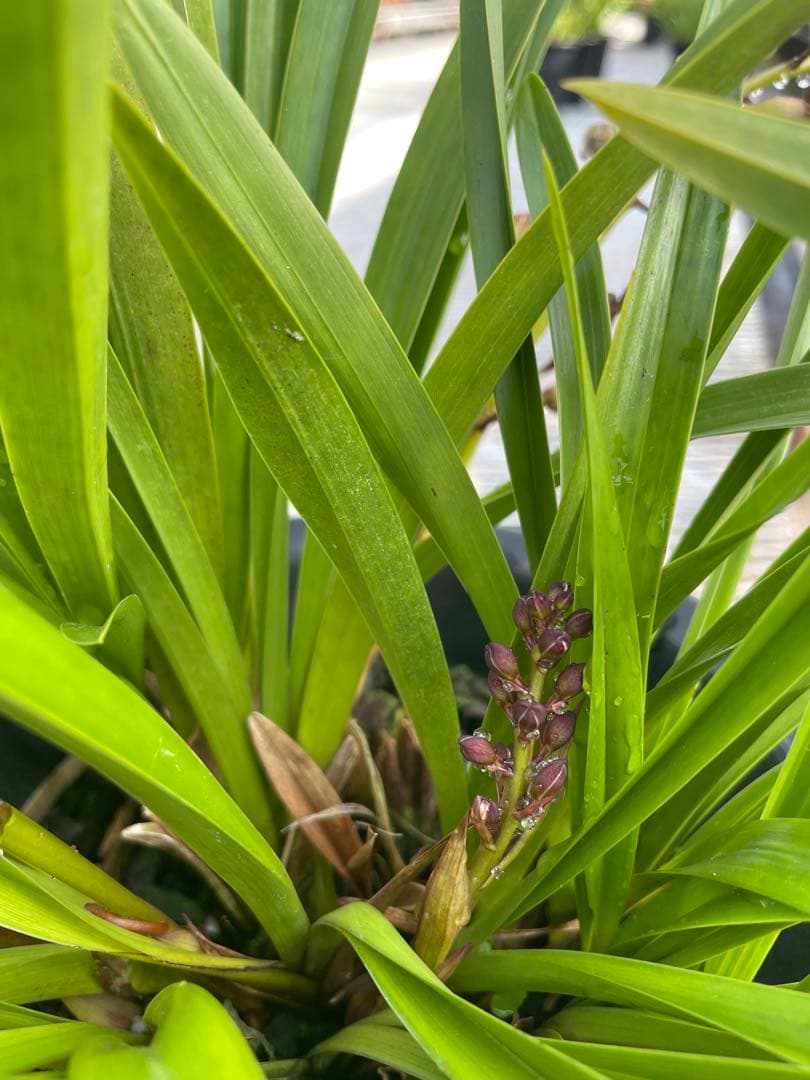 R8年キンリョウヘン花芽3本#13