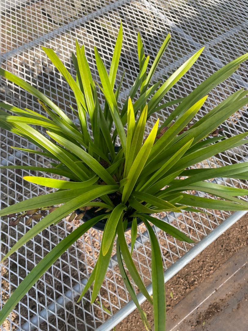 R8年キンリョウヘン花芽3本#13