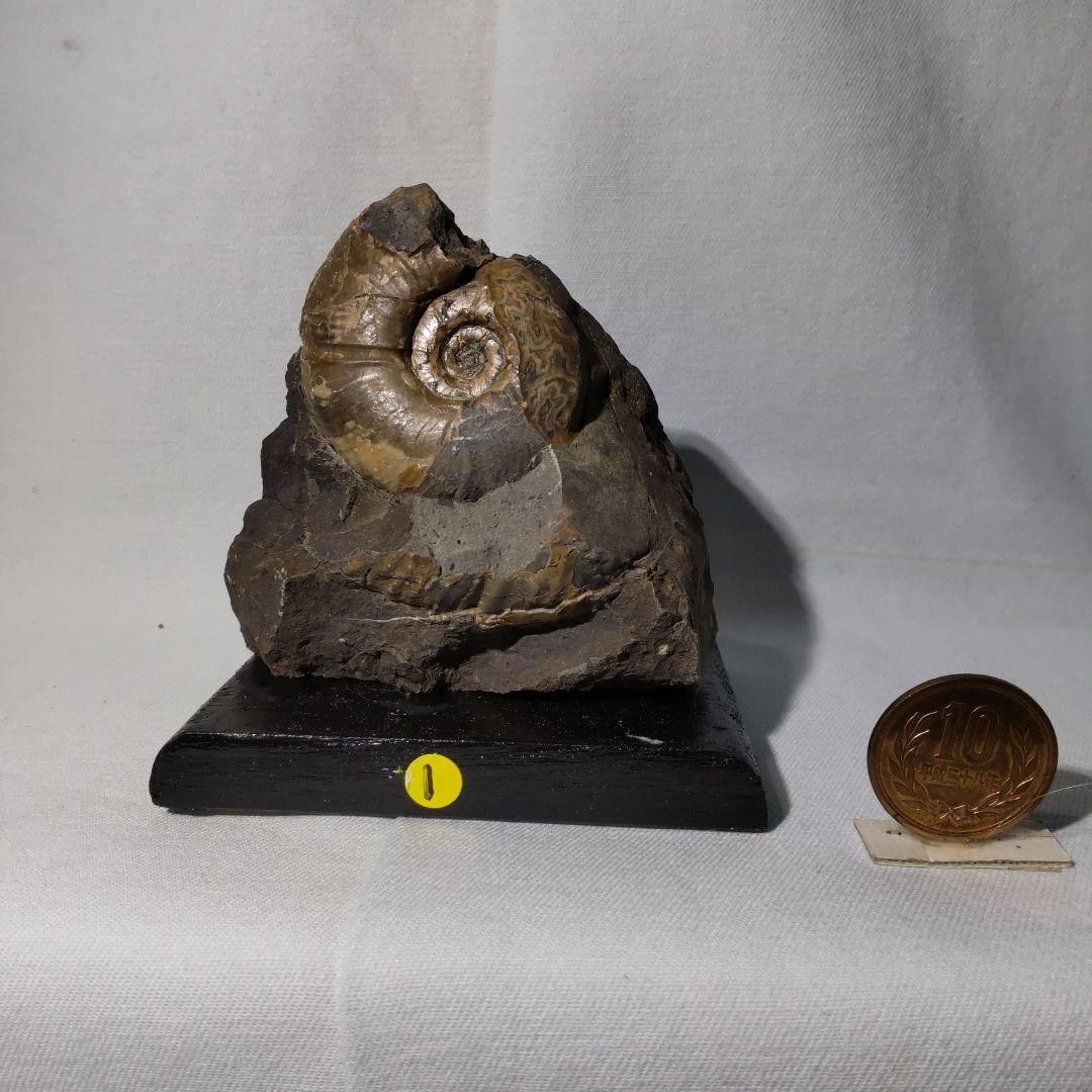 北海道アンモナイト化石、正常巻3点＋異常巻２点＋資料5点＋プレゼント1点