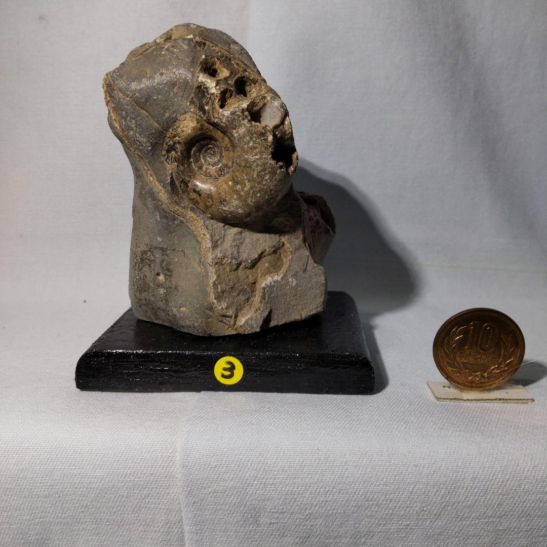 北海道アンモナイト化石、正常巻3点＋異常巻２点＋資料5点＋プレゼント1点