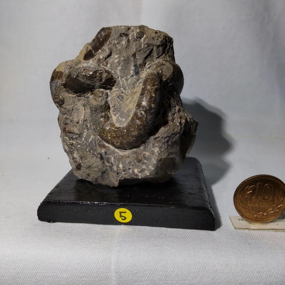 北海道アンモナイト化石、正常巻3点＋異常巻２点＋資料5点＋プレゼント1点