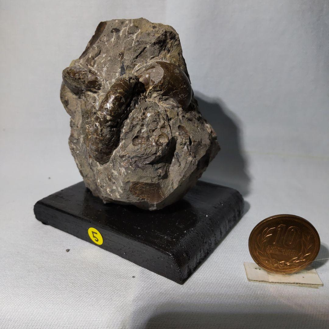 北海道アンモナイト化石、正常巻3点＋異常巻２点＋資料5点＋プレゼント1点