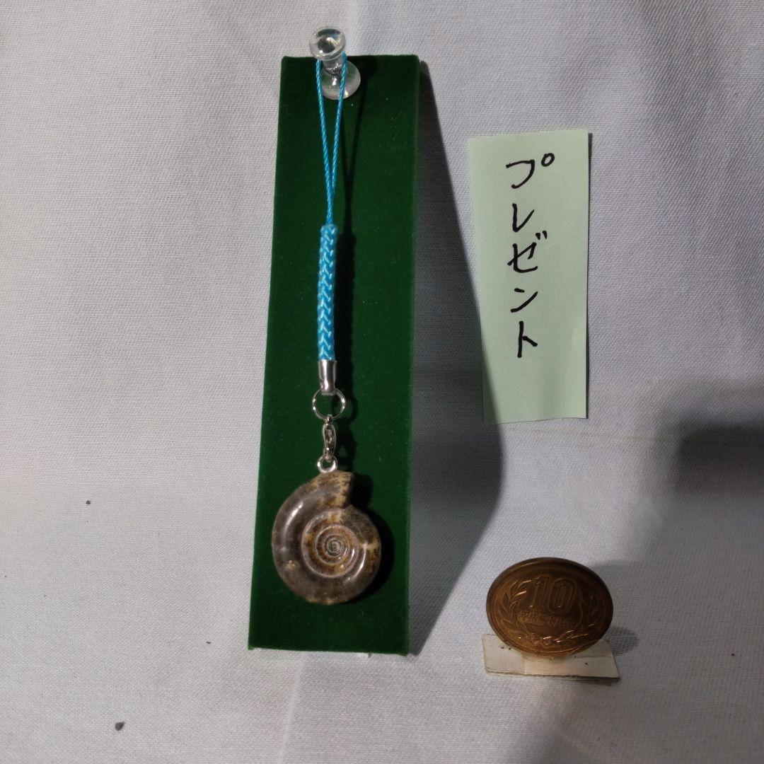 北海道アンモナイト化石、正常巻3点＋異常巻２点＋資料5点＋プレゼント1点