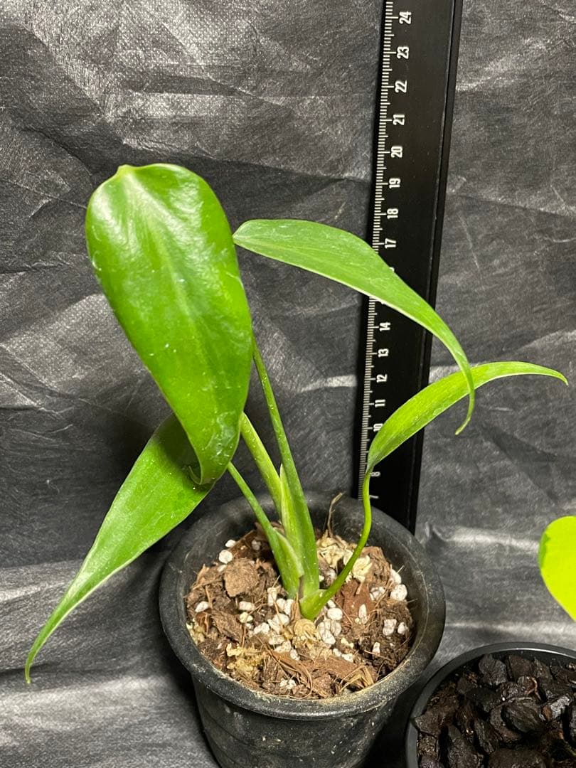 モンステラ　セット