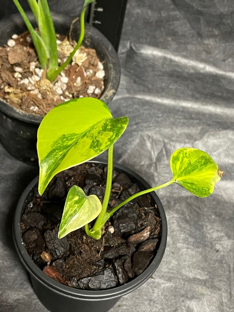 モンステラ　セット