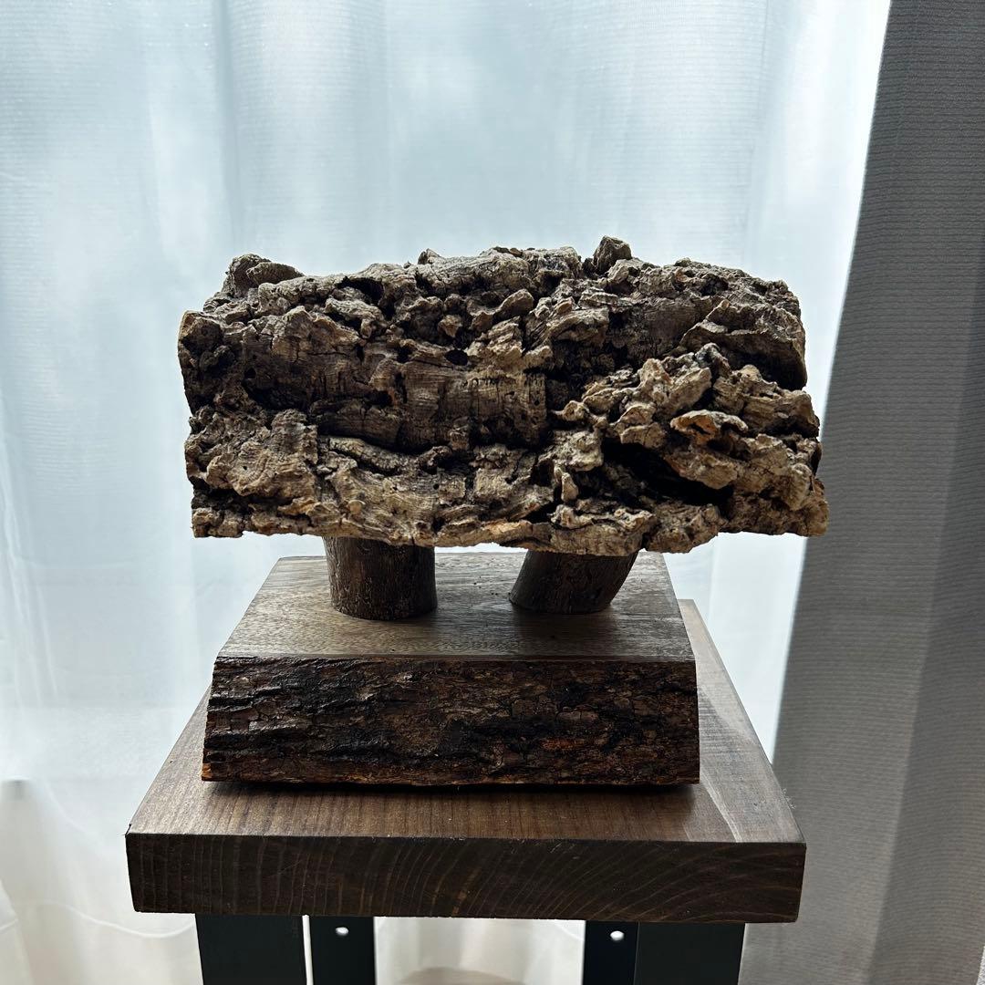 着生植物スタンド　ビカクシダ　アリ植物　エアプランツ　コルク　流木