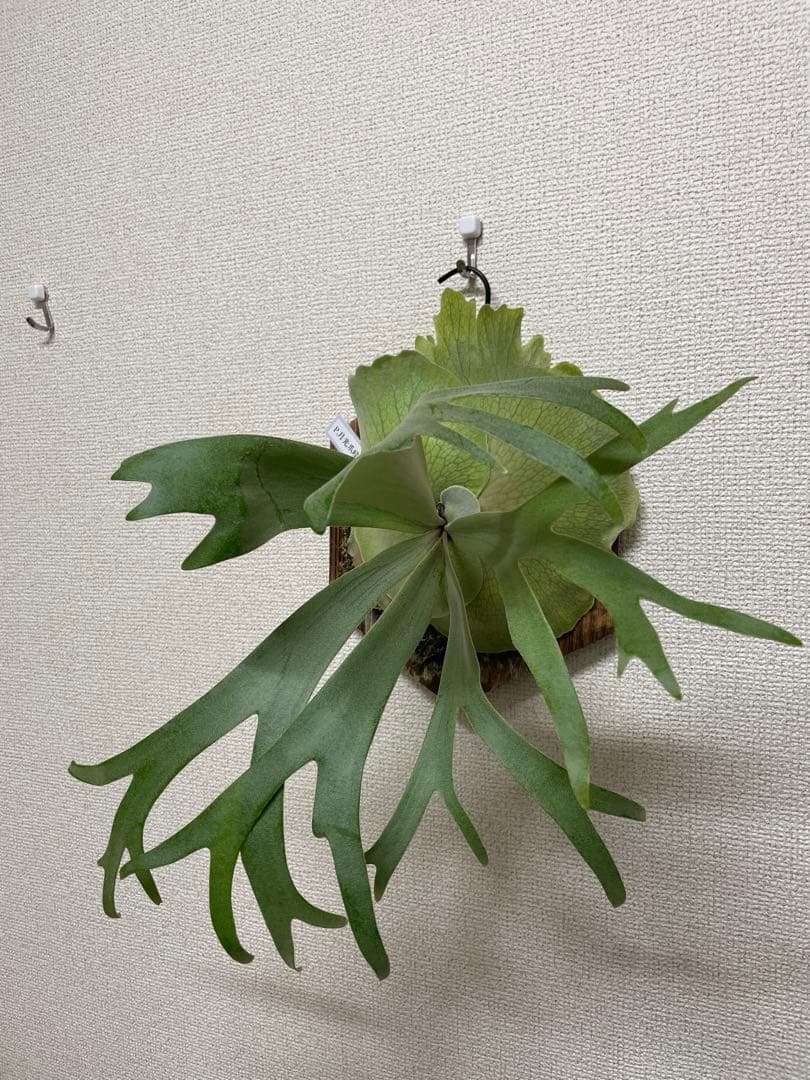 P.willinckii 月光爪哇