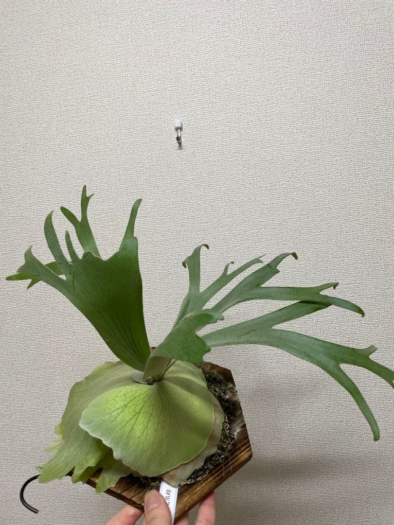 P.willinckii 月光爪哇