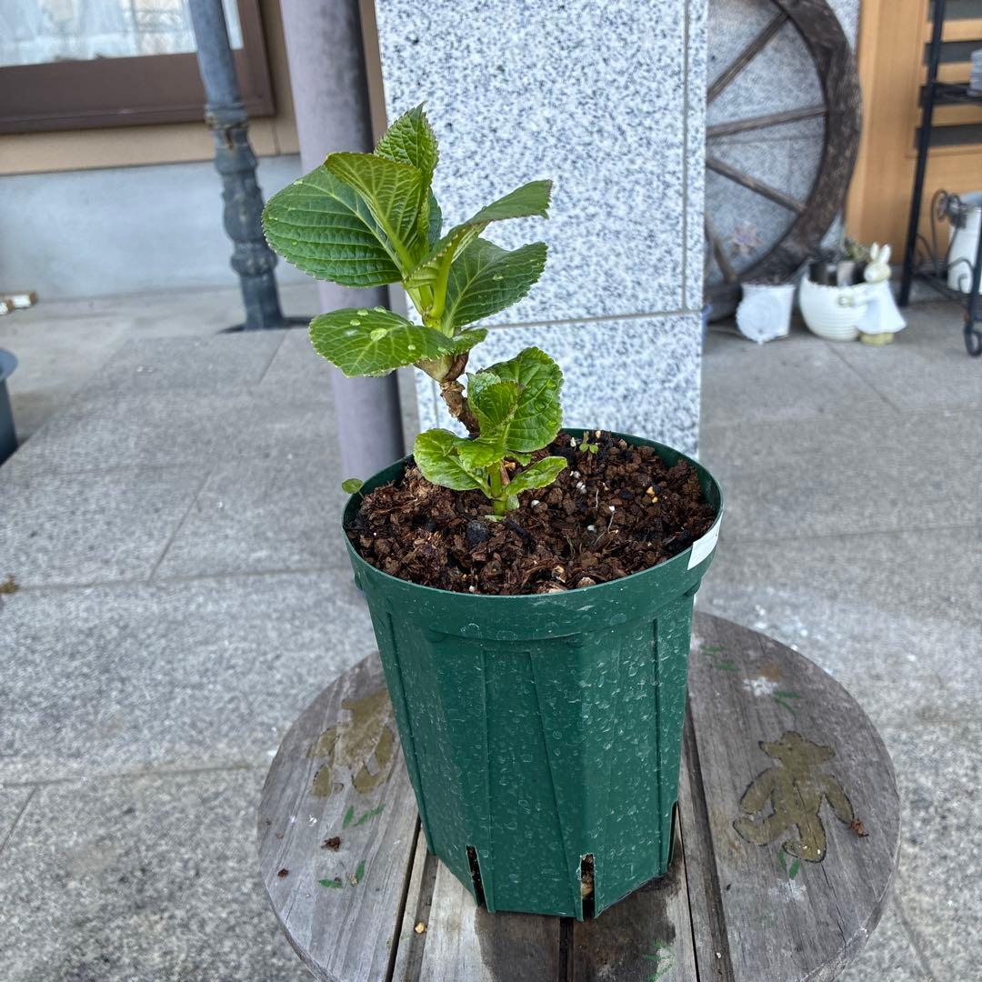 希少アジサイ　購入前にコメント