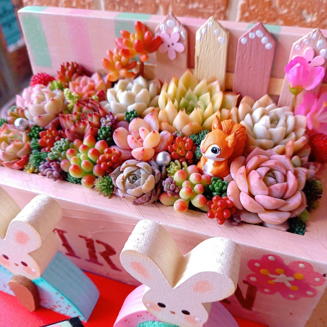 ♥多肉植物♥そのまま飾れる寄せ植え♥うさぎちゃんお雛様~♥
