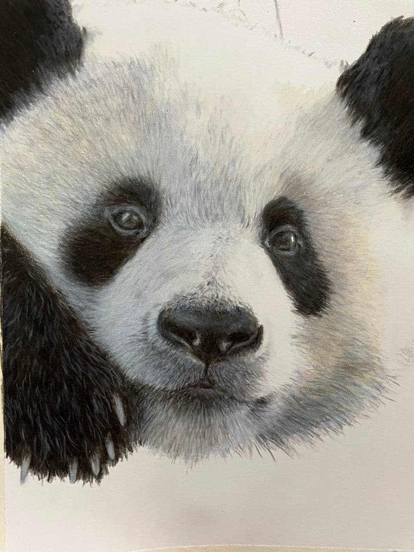 “やっほい” 色鉛筆画 パステル パンダ