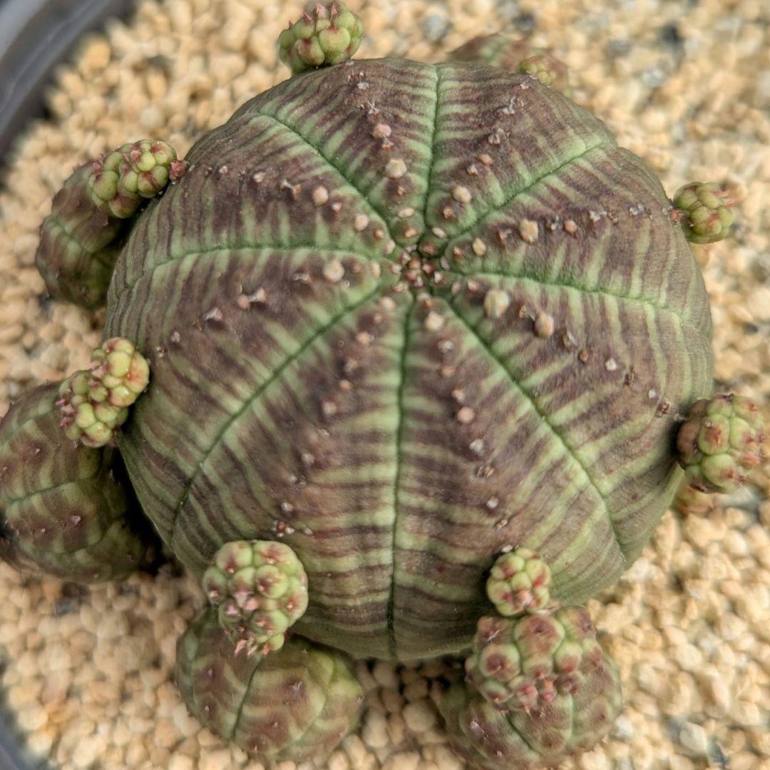 レア多肉植物シリーズ・ユーフォルビア属・仔吹オベサinわけけのお店