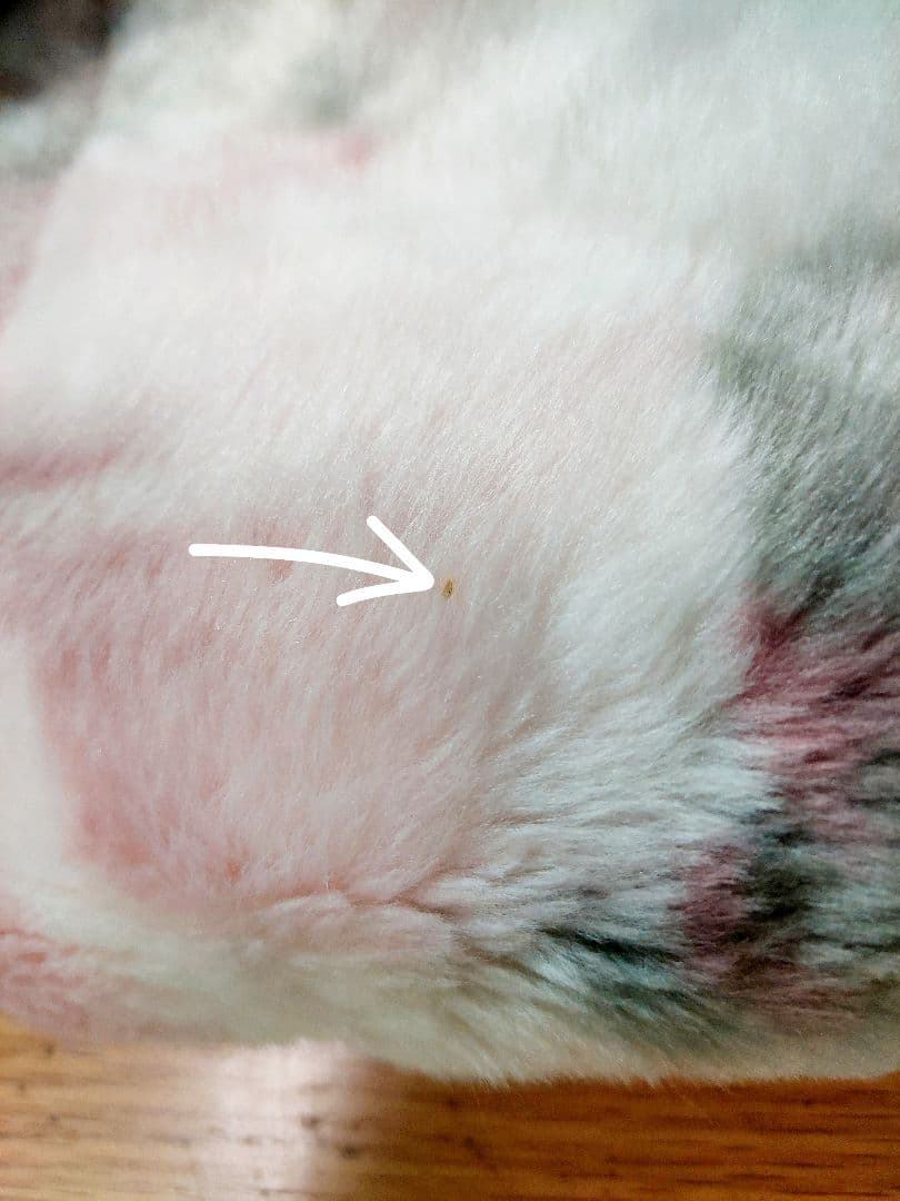 〈新品未使用 〉京都西川 ローズ毛布 軽い暖かい バラ柄 一重毛布