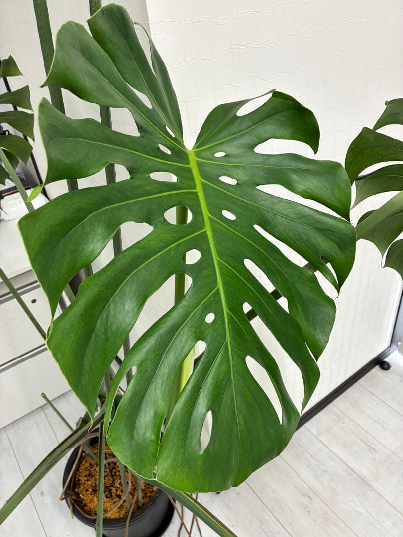 モンステラ 大きな葉 約50cm