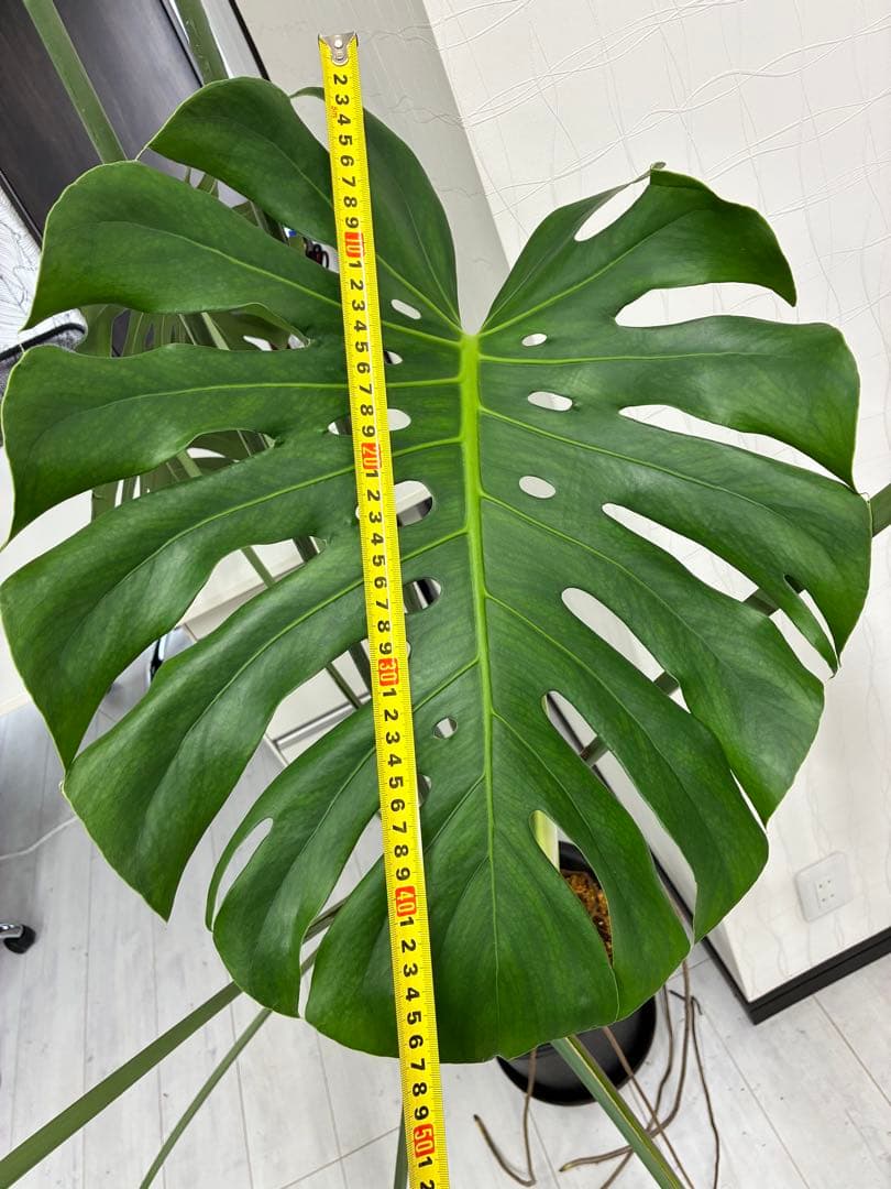 モンステラ 大きな葉 約50cm