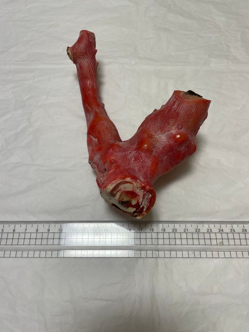 山珊瑚原木の置物