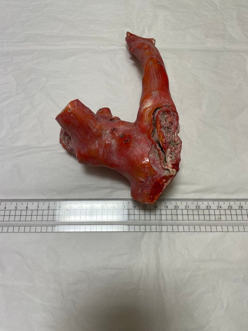 山珊瑚原木の置物