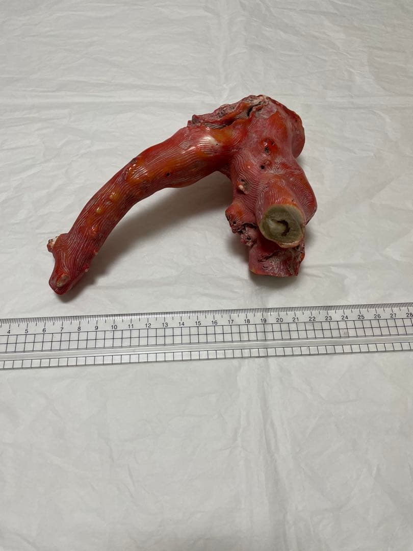 山珊瑚原木の置物