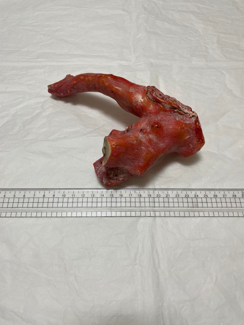 山珊瑚原木の置物