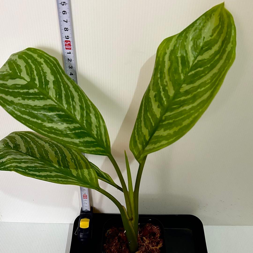 アグラオネマ ニティドゥム カーティシー 観葉植物 LEON レオン 21