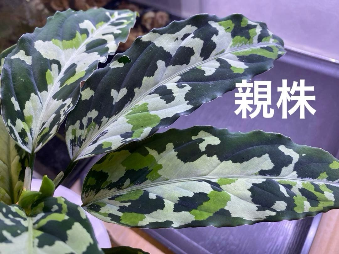 Aglaonema pictum メサイア GW1507 【TB便】