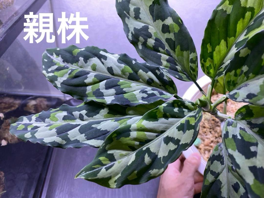 Aglaonema pictum メサイア GW1507 【TB便】