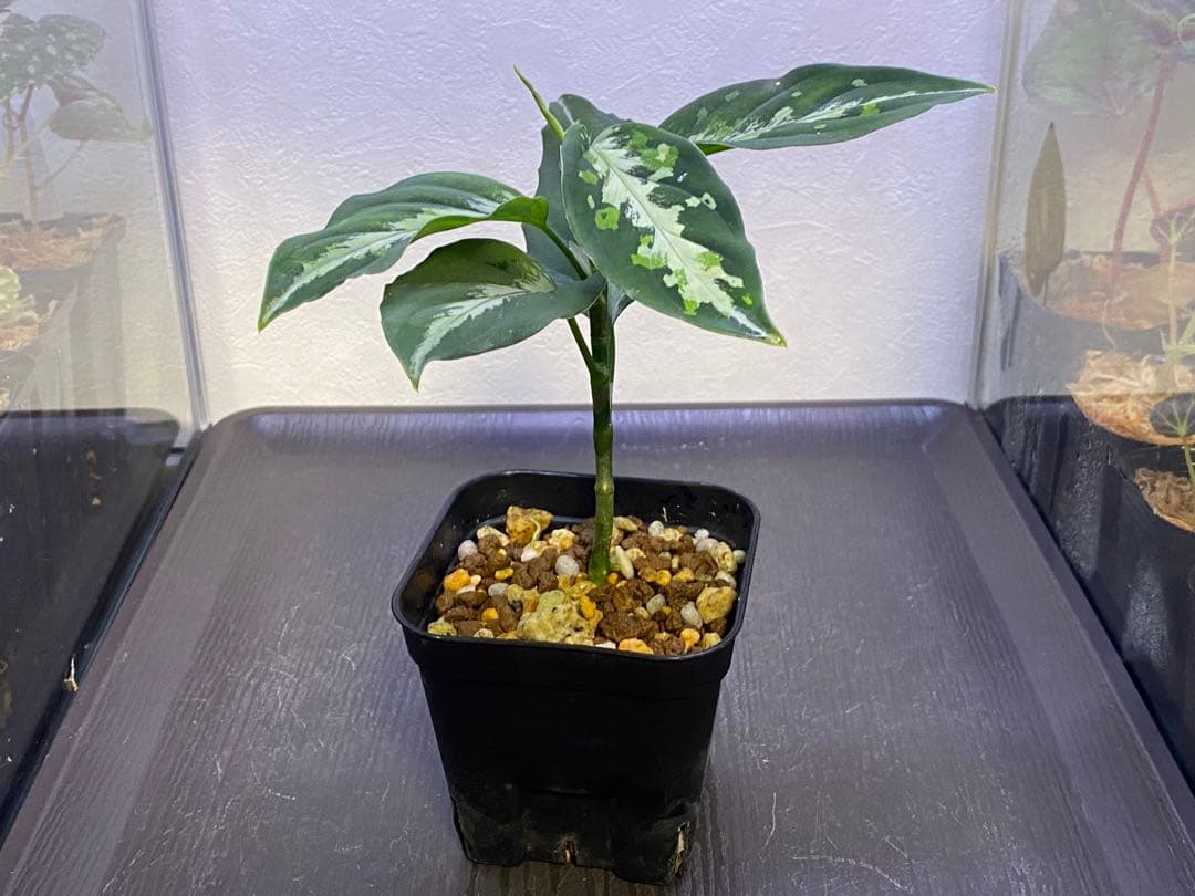 Aglaonema pictum メサイア GW1507 【TB便】