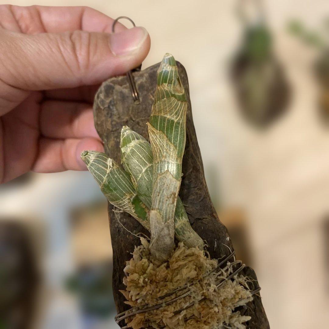 洋蘭原種　10種セット