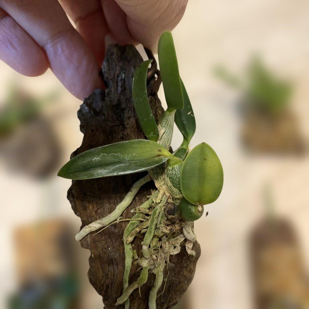 洋蘭原種　10種セット