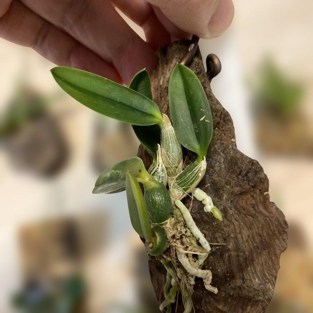 洋蘭原種　10種セット