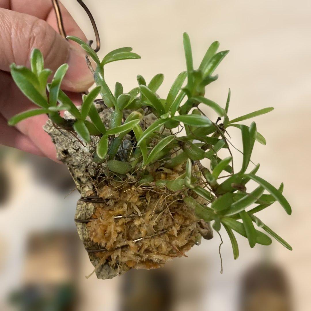 洋蘭原種　10種セット