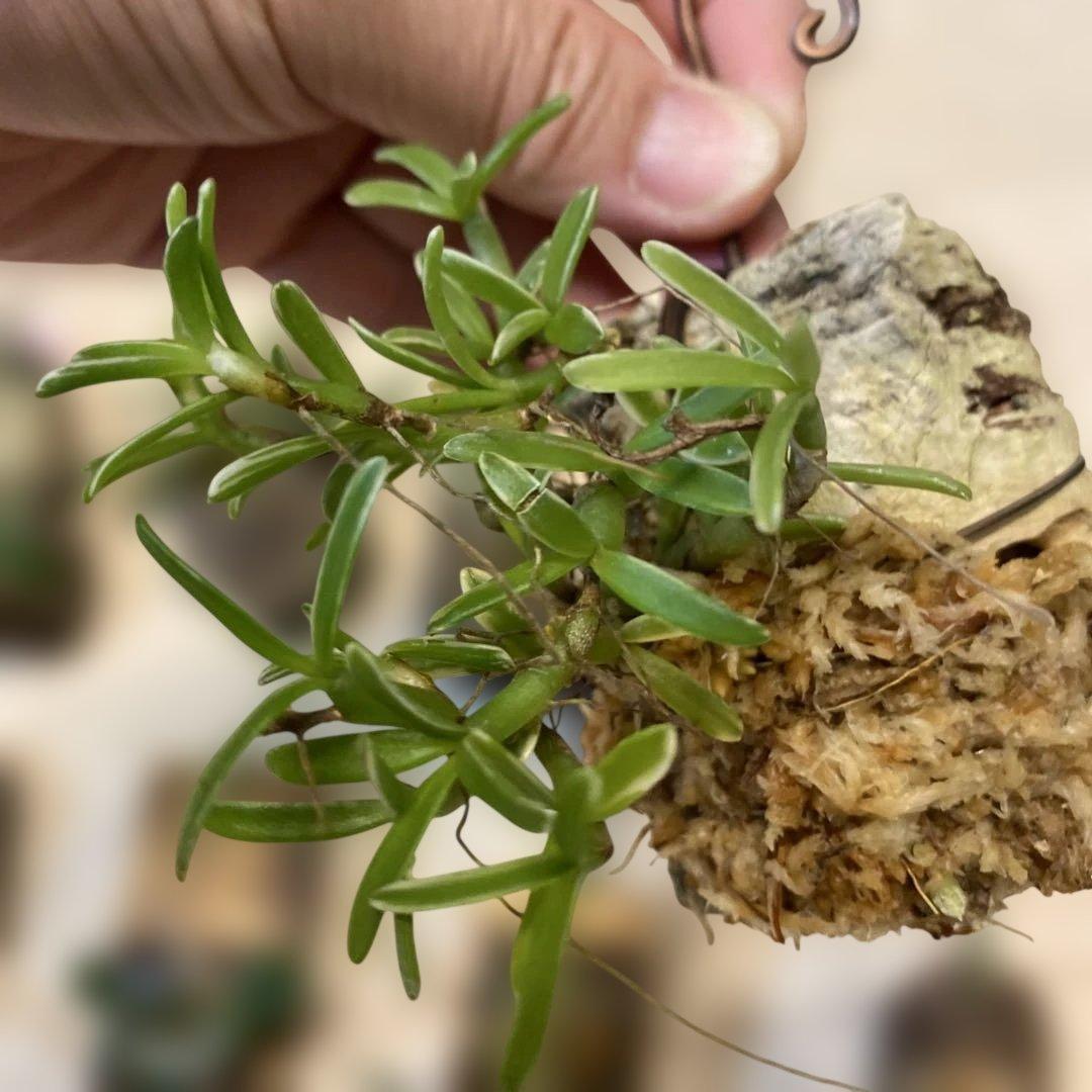 洋蘭原種　10種セット