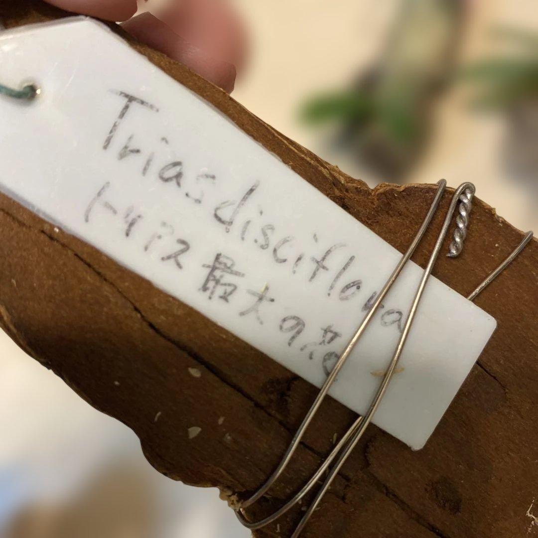 洋蘭原種　10種セット