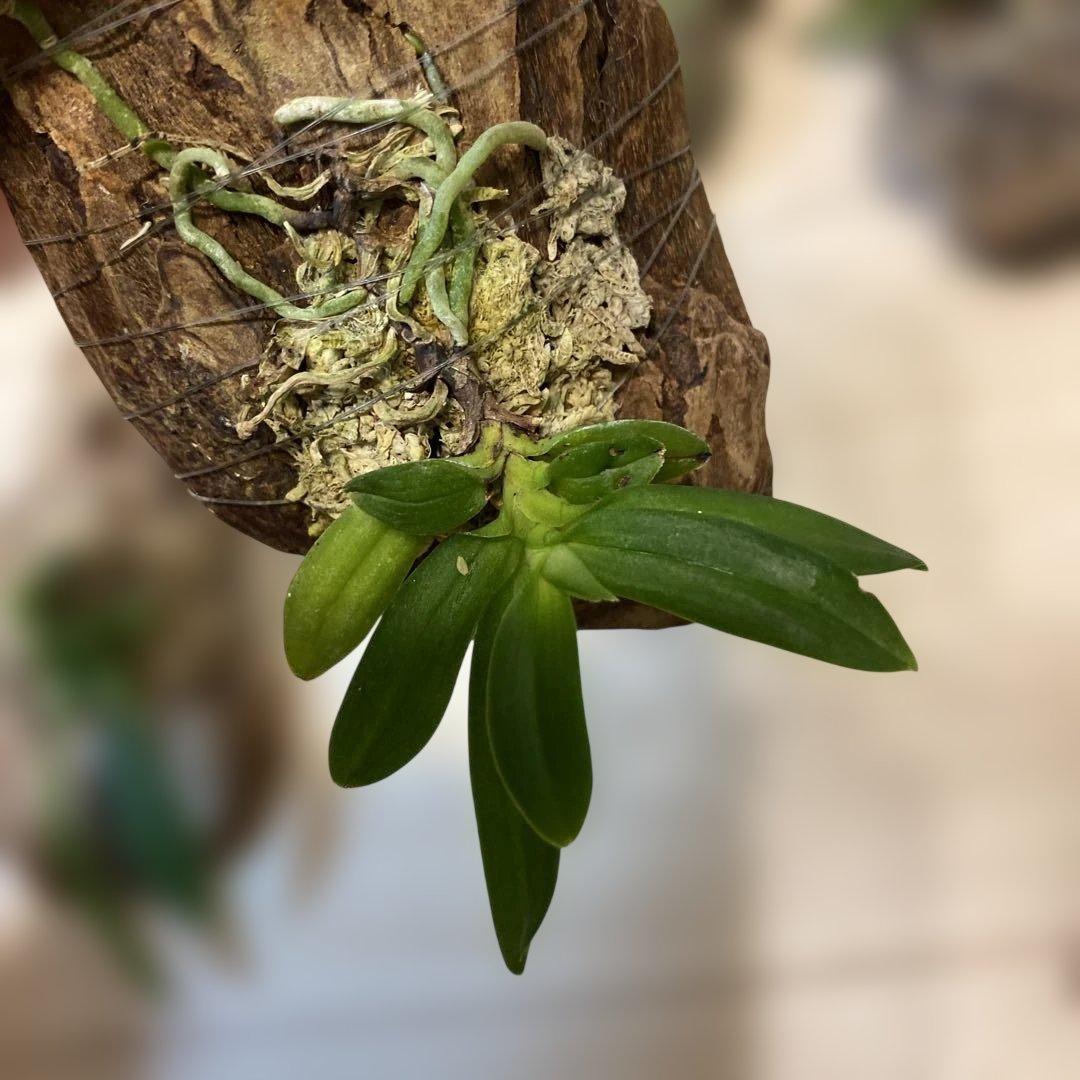 洋蘭原種　10種セット