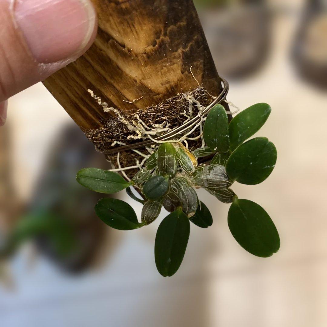 洋蘭原種　10種セット